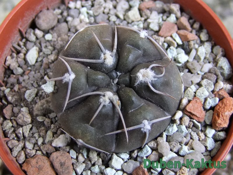 Gymnocallycium dubniorum JPR 68-154 Puerto Madryn, pot 5,5 cm - 12389991