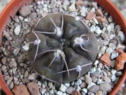 Gymnocallycium dubniorum JPR 68-154 Puerto Madryn, pot 5,5 cm