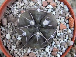 Gymnocallycium dubniorum JPR 68-154 Puerto Madryn, pot 5,5 cm - 12389993
