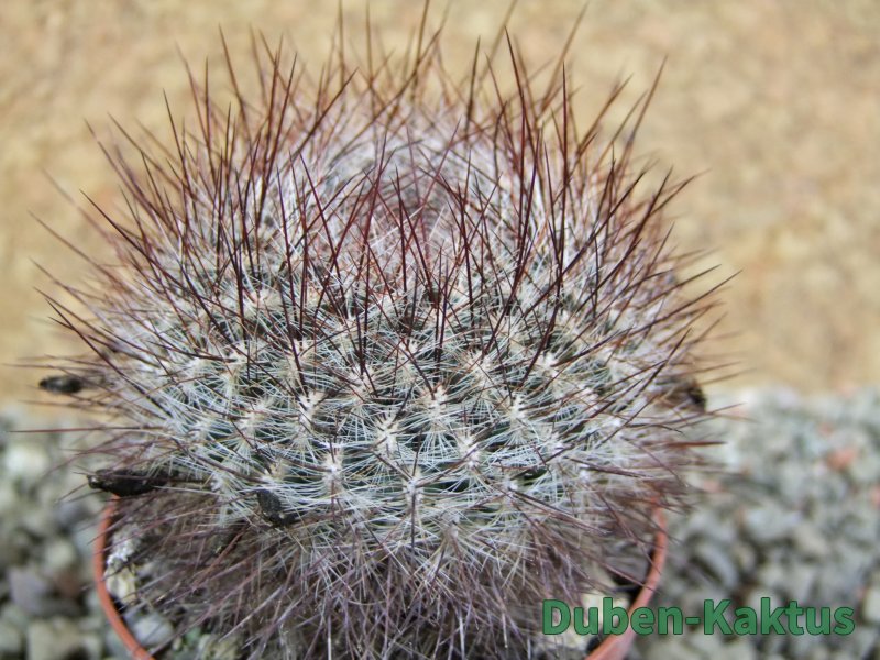 Sulcorebutia tiraquensis bicolorispina pot 7 cm - 12390051