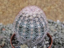 Echinocereus ctenoides žluté až oranžové květy pot 5,5 cm