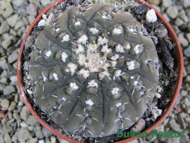 Gymnocalycium platygonum Salinas Grande pot 7 cm - 12390171