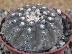 Gymnocalycium platygonum Salinas Grande pot 7 cm - 12390172