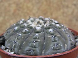 Gymnocalycium platygonum Salinas Grande pot 7 cm - 12390173