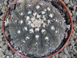 Gymnocalycium platygonum Salinas Grande pot 7 cm - 12390174
