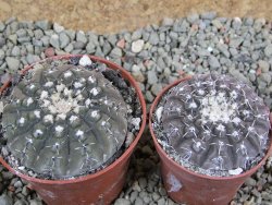 Gymnocalycium platygonum Salinas Grande pot 7 cm - 12390175