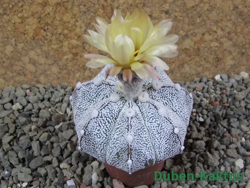Astrophytum Hanazano Kabuto hybrid Snowy pot 5,5 cm - 12390354