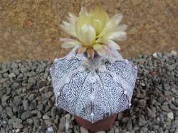 Astrophytum Hanazano Kabuto hybrid Snowy pot 5,5 cm