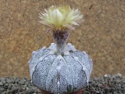 Astrophytum Hanazano Kabuto hybrid Snowy pot 5,5 cm - 12390356