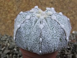 Astrophytum Hanazano Kabuto hybrid Snowy pot 5,5 cm - 12390357