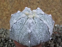 Astrophytum Hanazano Kabuto hybrid Snowy pot 5,5 cm - 12390358