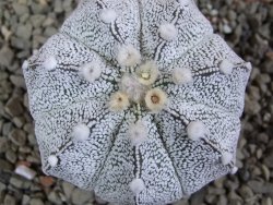 Astrophytum Hanazano Kabuto hybrid Snowy pot 5,5 cm - 12390359