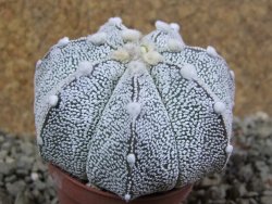 Astrophytum Hanazano Kabuto hybrid Snowy pot 5,5 cm - 12390360
