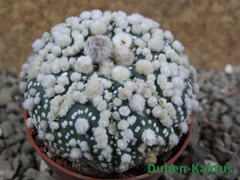 Astrophytum Hanazano Kabuto pot 5,5 cm - 12390484