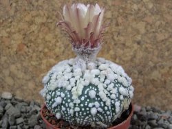 Astrophytum Hanazano Kabuto pot 5,5 cm - 12390482