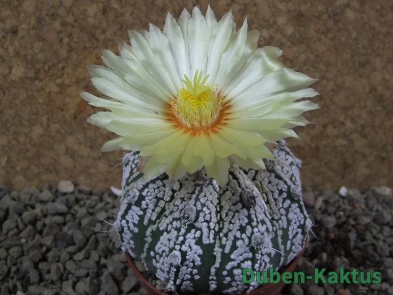Astrophytum Super Kabuto hybrid pot 7 cm - 12390620
