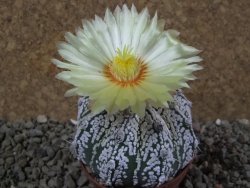 Astrophytum Super Kabuto hybrid pot 7 cm