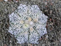 Astrophytum Super Kabuto hybrid pot 7 cm - 12390624