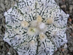 Astrophytum Super Kabuto hybrid pot 7 cm - 12390625