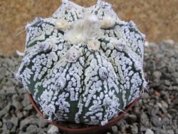 Astrophytum Super Kabuto hybrid pot 7 cm - 12390626