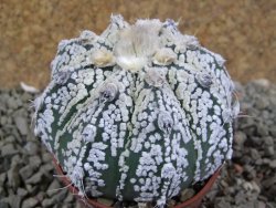 Astrophytum Super Kabuto hybrid pot 7 cm - 12390627
