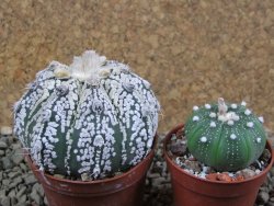Astrophytum Super Kabuto hybrid pot 7 cm - 12390628