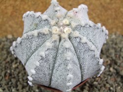 Astrophytum Hanazano Kabuto X red flower oibo akabana, pot 8,5 cm - 12390642