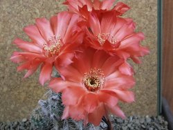 Echinopsis x Trichocereus (Lobivia) pot 10 cm