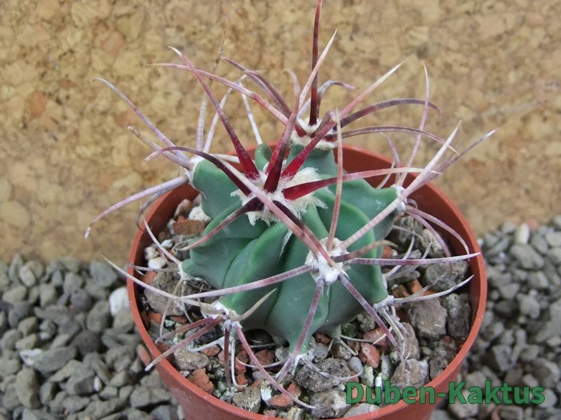 Echinocactus parryi Ciudad Juarez, pot 6,5 cm - 12390703