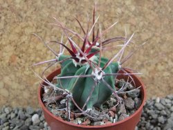 Echinocactus parryi Ciudad Juarez, pot 6,5 cm - 12390704