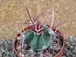 Echinocactus parryi Ciudad Juarez, pot 6,5 cm - 12390705