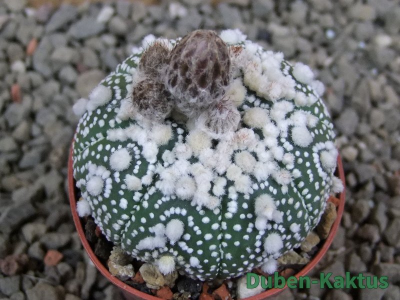 Astrophytum Hanazano Kabuto pot 5,5 cm - 12390706