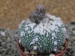 Astrophytum Hanazano Kabuto pot 5,5 cm - 12390707
