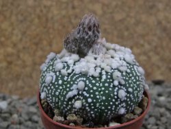 Astrophytum Hanazano Kabuto pot 5,5 cm - 12390708