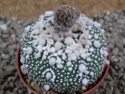 Astrophytum Hanazano Kabuto pot 5,5 cm - 12390709