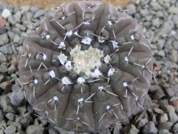 Gymnocalycium platygonum Salinas Grande pot 5,5 cm - 12390737