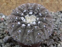 Gymnocalycium platygonum Salinas Grande pot 5,5 cm - 12390738