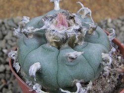 Lophophora williamsii pot 5,5 cm