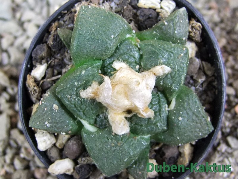 Ariocarpus lloydii pot 5,5 cm - 12390964