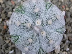 Astrophytum X Super Kabuto pot 5,5 cm