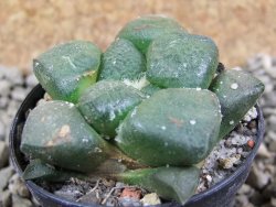 Ariocarpus lloydii pot 5,5 cm - 12391050
