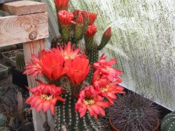 Trichocereus hybrid