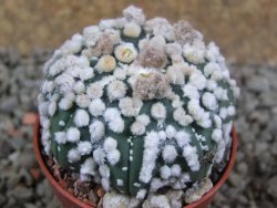 Astrophytum Hanazano Kabuto pot 5,5 cm - 12391092