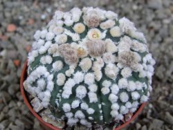 Astrophytum Hanazano Kabuto pot 5,5 cm - 12391094