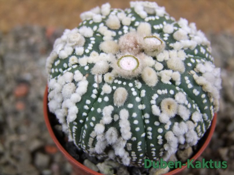 Astrophytum Hanazano Kabuto pot 5,5 cm - 12391100