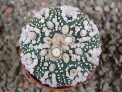 Astrophytum Hanazano Kabuto pot 5,5 cm - 12391099