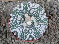 Astrophytum Hanazano Kabuto pot 5,5 cm - 12391143