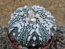 Astrophytum Hanazano Kabuto pot 5,5 cm - 12391145