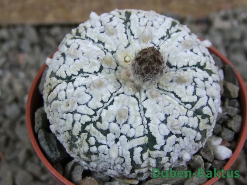 Astrophytum Super Kabuto pot 5,5 cm - 12391157