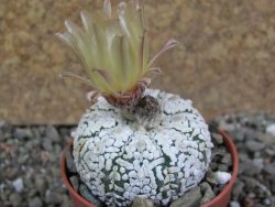 Astrophytum Super Kabuto pot 5,5 cm - 12391154